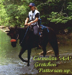 Carmelita crosses a creek during a competitive trail ride.