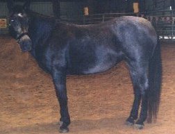 Champion AA Chelsea Blue Dove