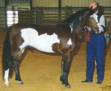 Ken Pelt won Champion Original at Halter with Choctaw War Eagle at the 1997 AIHR National