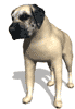 mastiff