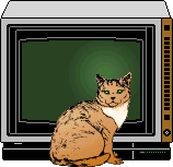 cats and TV