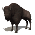 bison
