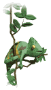 chameleon