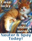 spay and neuter