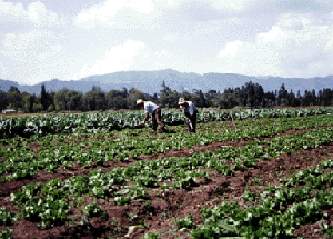 Plantacion de coca en Colombia