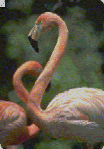 Flamingos de Cuare