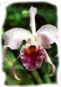 Flor Nacional: Orquidea