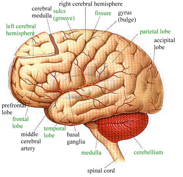 bio-the thinking brain