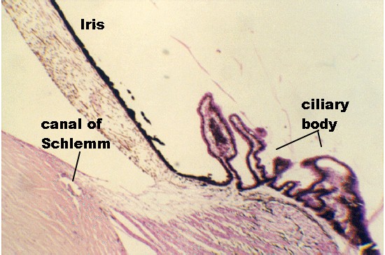 Ciliary Body