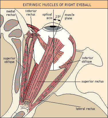Extraocular Eye Muscles