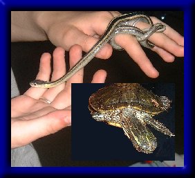 Zenan och Salmonella