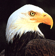 Northside High School Eagles - Click to link