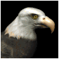 The Eagle is always watching!
