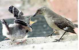 Constituent objects to skimpy handout.