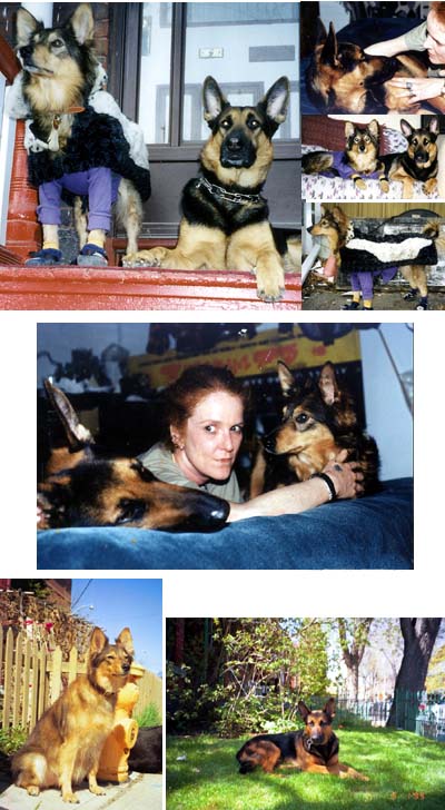 Anne, Cheyenne and Miihiiken (GSD)