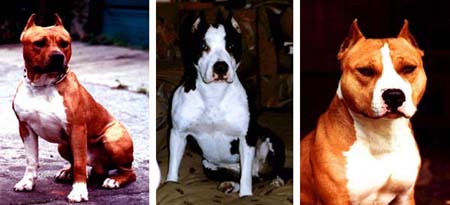 American Staffordshire Terriers