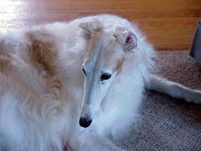 Lexi,10.5 year old Borzoi, recovered from cancer with acupuncture and Chinese herbs