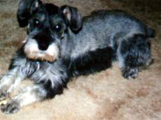 Doozie - mini schnauzer 5yrs.