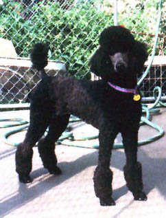 Jaimee,  Standard Poodle