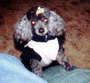 Kizzie - toy poodle 14 yrs