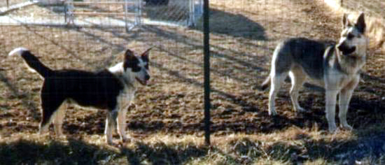 Buddy - border collie/blue healer 6yrs. and Shyla - GSD 8yrs.