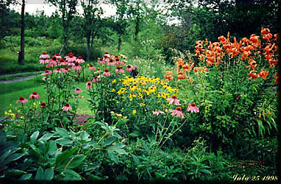 Echinacea and Herb.jpg