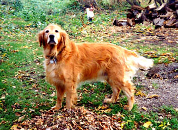 Mindy - Golden Retriever