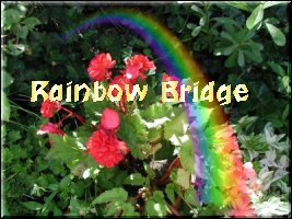 Our Rainbow Bridge