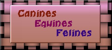 Canines Equines and Felines