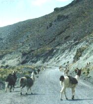 Llamas por los caminos del Caon del Colca