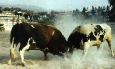 Peleas de toros en Arequipa