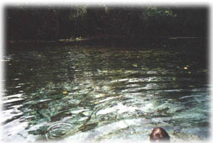 aquario1.jpg (21088 bytes)