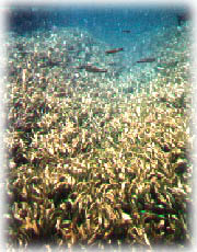 aquario3.jpg (28868 bytes)