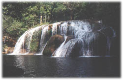 mimoso2.jpg (15905 bytes)