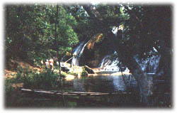 mimoso3.jpg (18314 bytes)