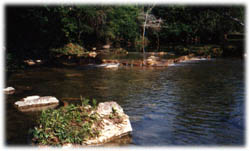 peixe2.jpg (16454 bytes)