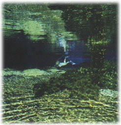 sucuri2.jpg (27751 bytes)