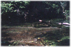 sucuri3.jpg (23659 bytes)