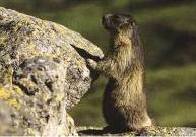 alpenmarmot