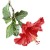 red hibiscus