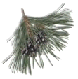 pine cone and needles