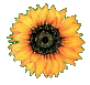 one sunflower