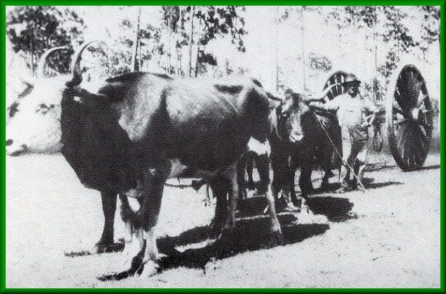 a team of oxen