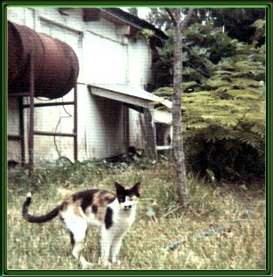 Pillsbury and the kerosene tank under which she was born.