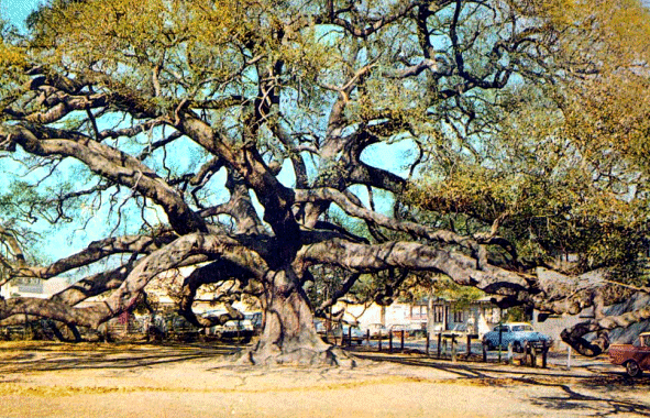 Treaty Oak