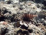 Pterois  35K