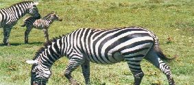 Zebra