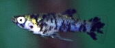 marbled Gambusia