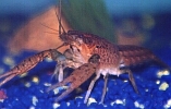crayfish