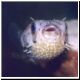 porcupine fish